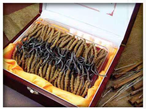 龙华山办事处冬虫夏草回收